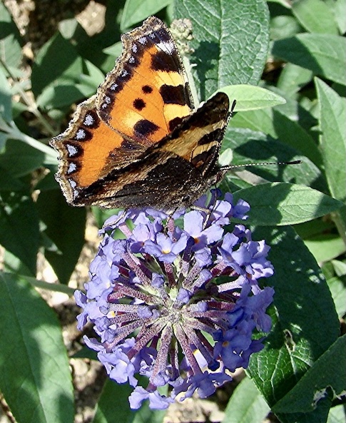 small tortoiseshell